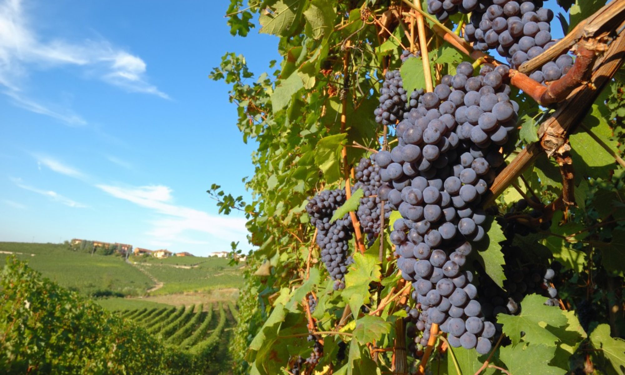 Azienda Agricola Reggidori Romano